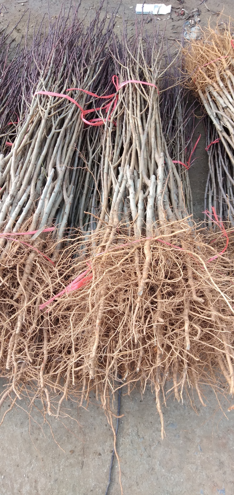 基地培育塔尔玛西梅苗嫁接成品苗