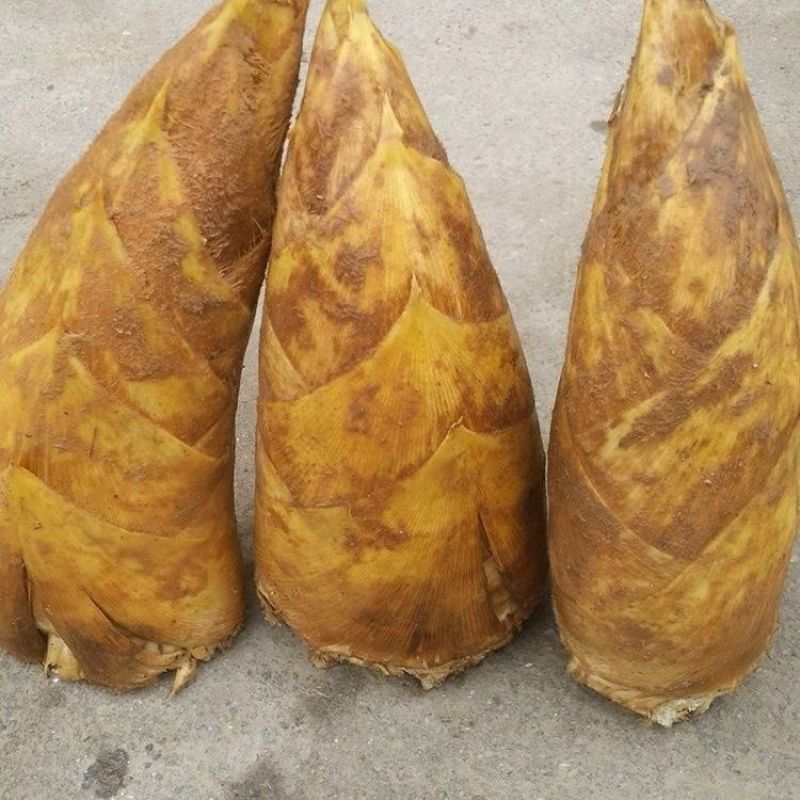 黄泥冬笋，广西柳州，大山深处出品，品质保证，现挖现发
