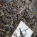 云南普洱茶曼岗古树357克饼