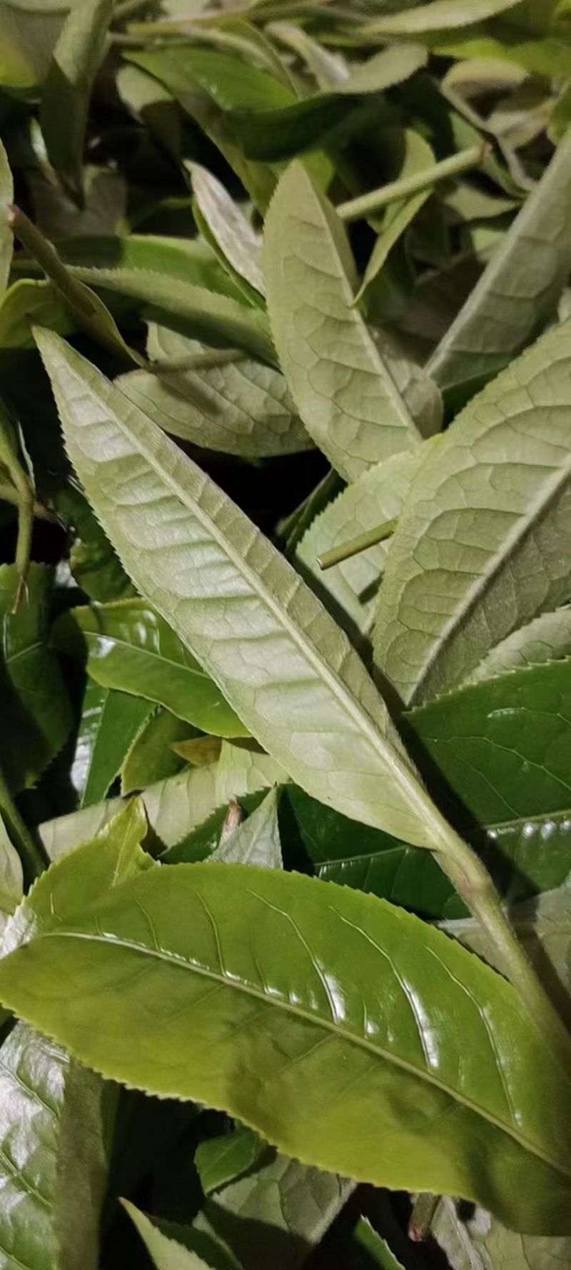 云南普洱茶曼岗古树357克饼