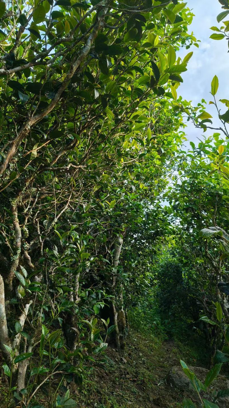 云南普洱茶曼岗古树357克饼