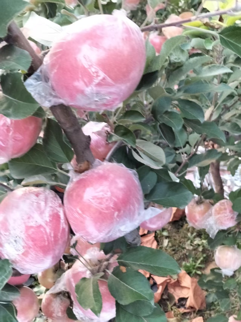 运城苹果大量上市欢迎各位老板前来选购咨询基地直发一手货源