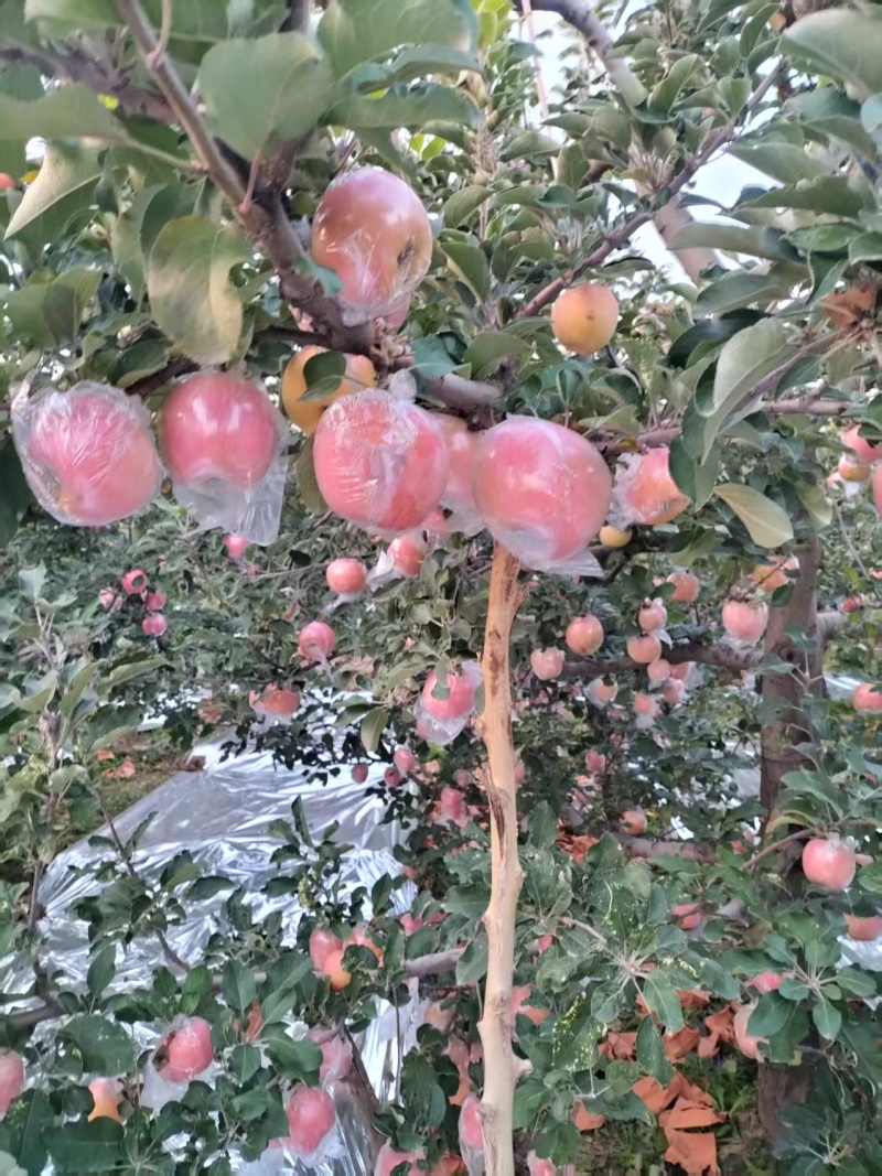 运城苹果大量上市欢迎各位老板前来选购咨询基地直发一手货源