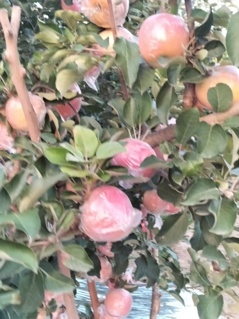 运城苹果大量上市欢迎各位老板前来选购咨询基地直发一手货源