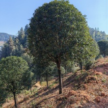 3米冠精修移栽桂花树
