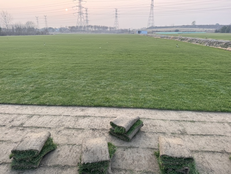 果岭草