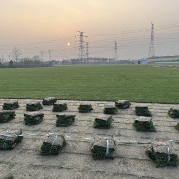 果岭草