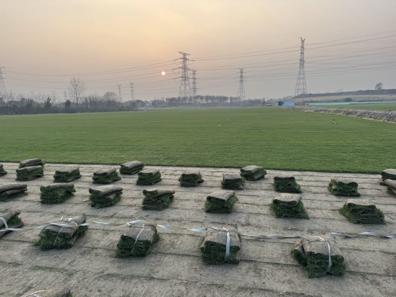 果岭草