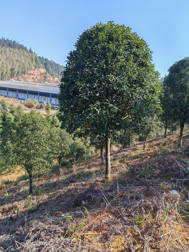 3米冠精修移栽桂花树