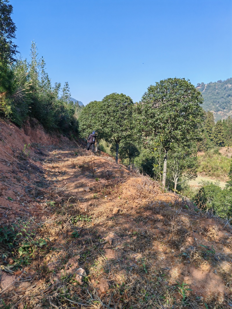 3米冠精修移栽桂花树