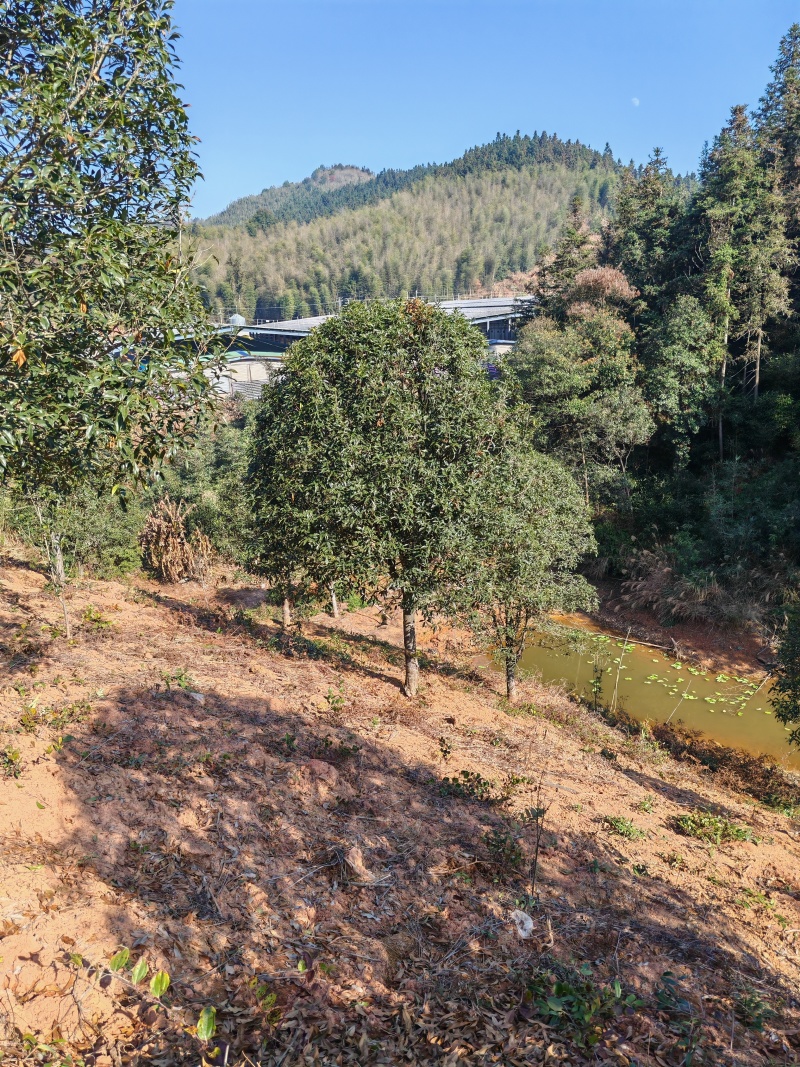 3米冠精修移栽桂花树
