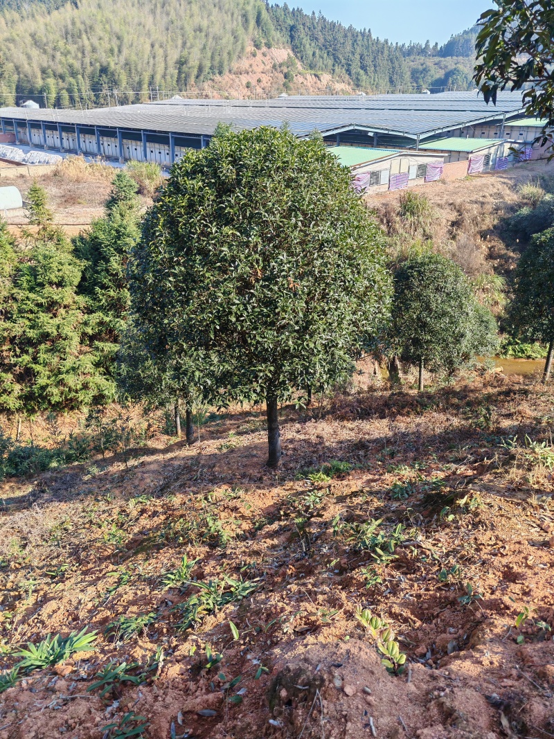 3米冠精修移栽桂花树
