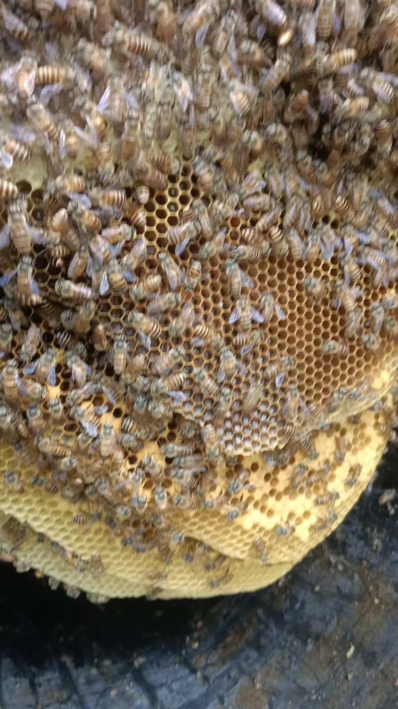 河南野生蜂蜜大量上市一手货源欢迎各位来电咨询