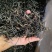 源头茶叶2025年邦东混采秋茶