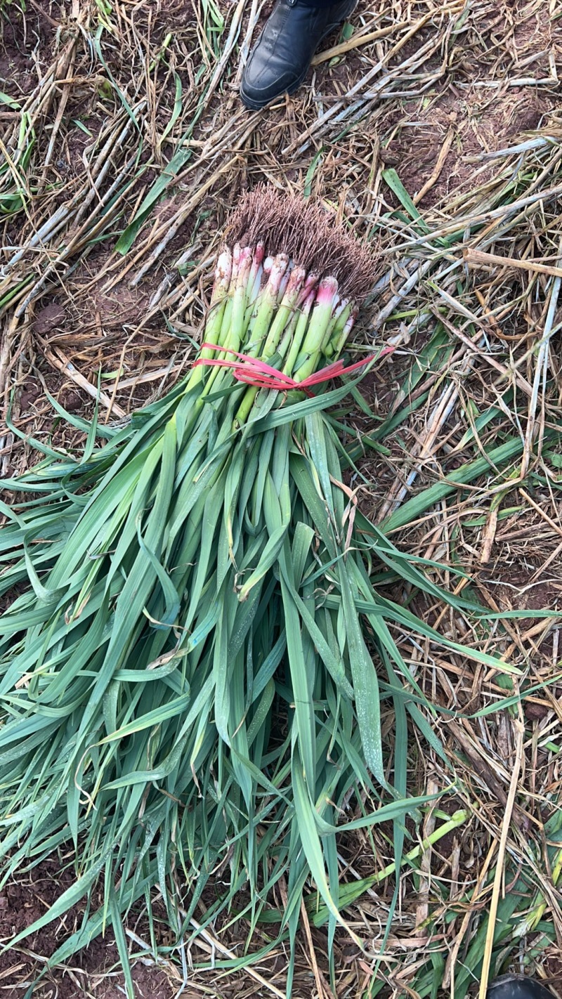 红根蒜苗