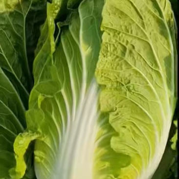 黄心大白菜
