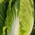 黄心大白菜