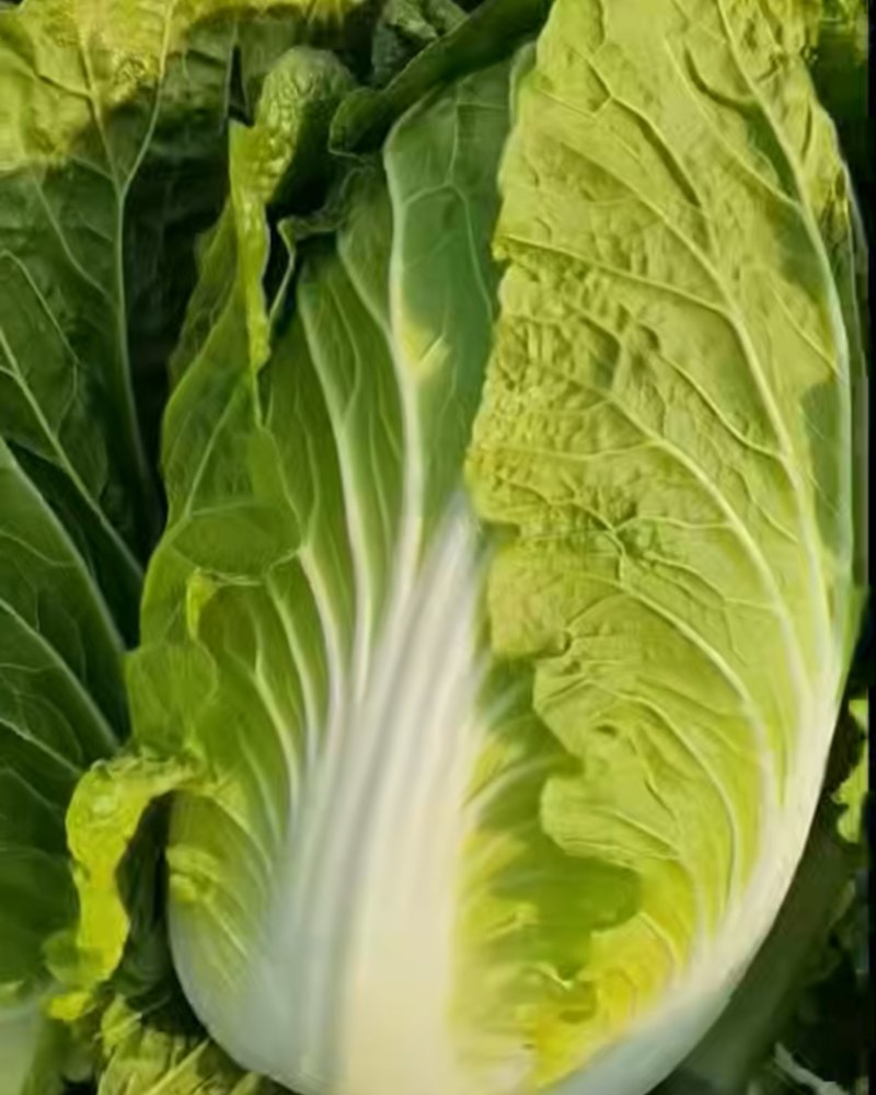 黄心大白菜