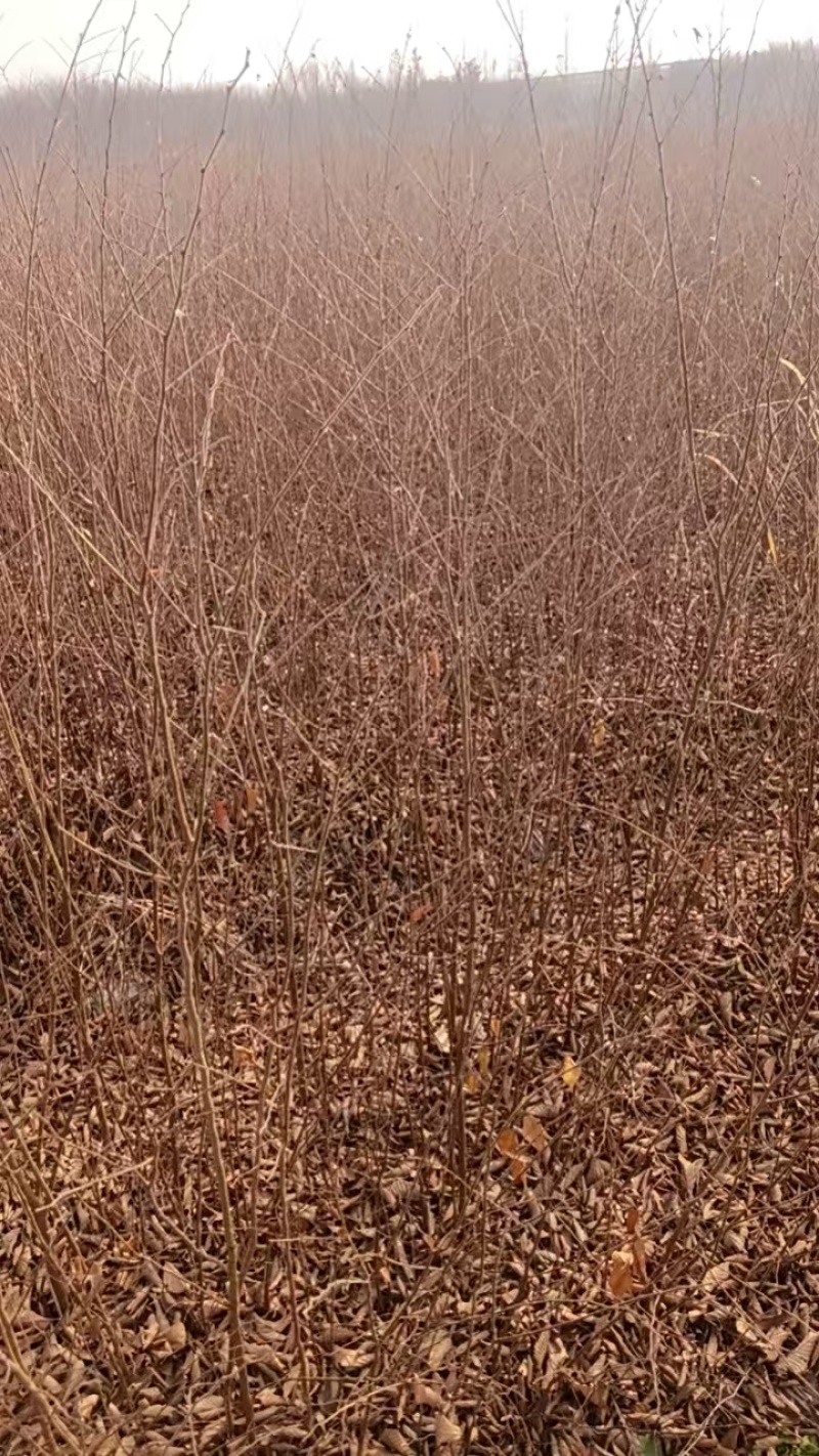 大量出售当年红榉树小苗价格可以面谈，榉树苗，基地直供