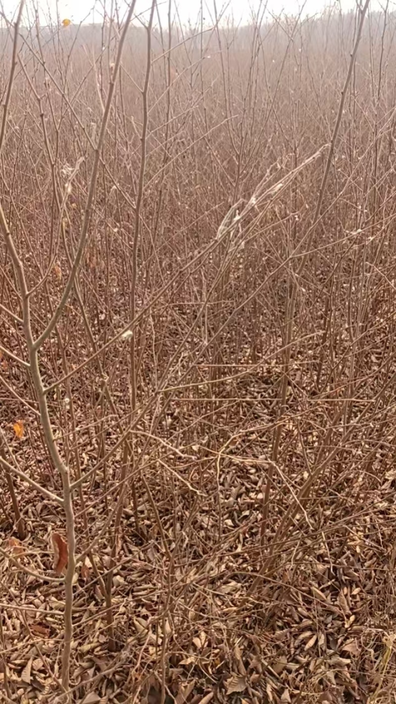 大量出售当年红榉树小苗价格可以面谈，榉树苗，基地直供