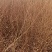 大量出售当年红榉树小苗价格可以面谈，榉树苗，基地直供