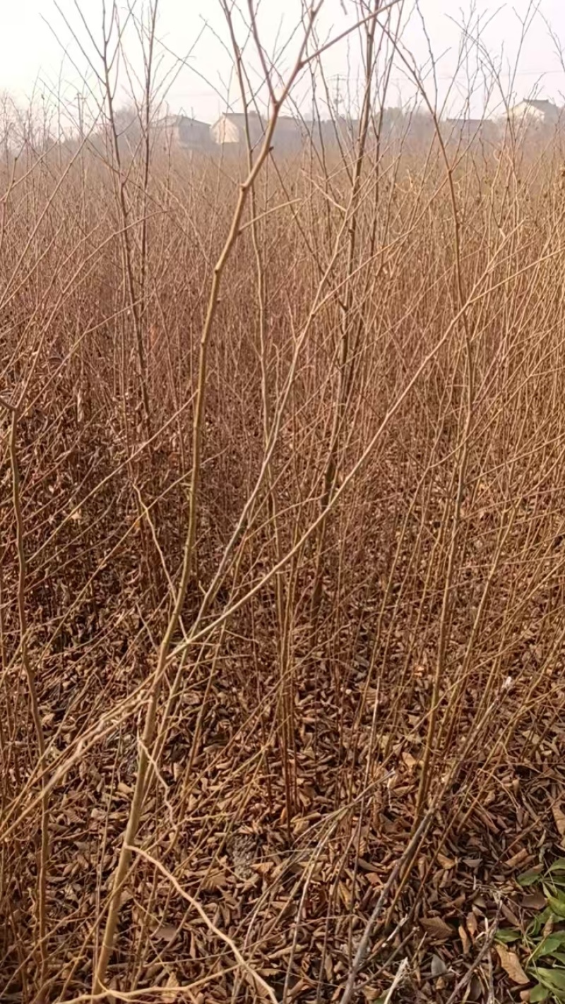 大量出售当年红榉树小苗价格可以面谈，榉树苗，基地直供