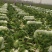 湖北黄心大白菜产地直发品质保证市场商超配送中心合作共赢