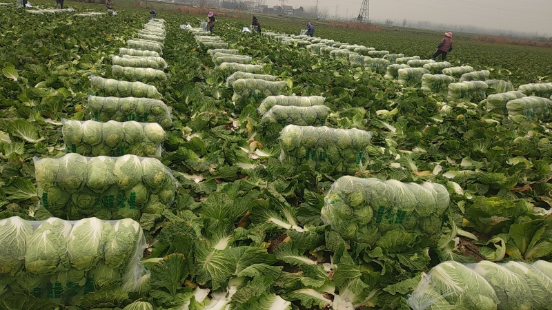 湖北黄心大白菜产地直发品质保证市场商超配送中心合作共赢