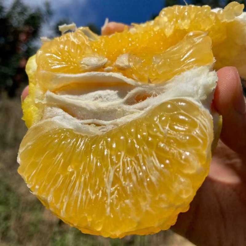 葡萄柚