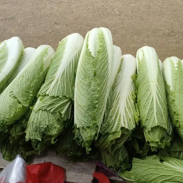 大白菜