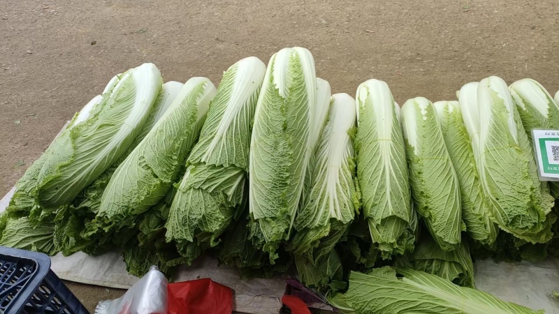大白菜