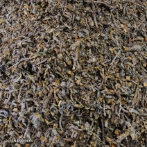 虎仗切断统货