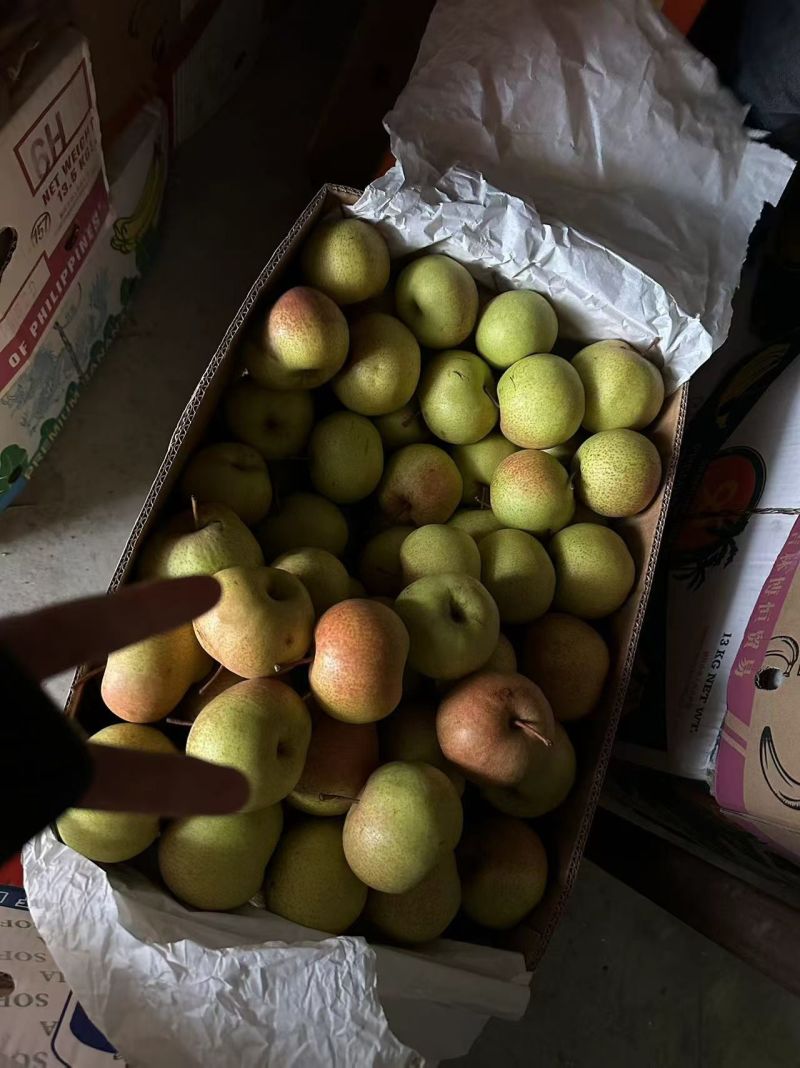 香水梨产地冻梨一手货源规格齐全基地现货供应量大可长期合作