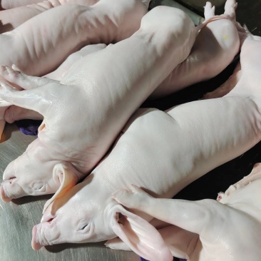 鲜冻乳猪批发，烤乳猪，烧腊，腊乳猪好食材
