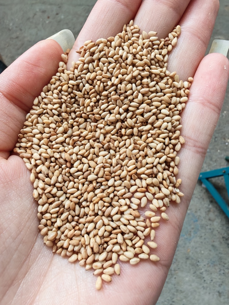 熟白芝麻电商货颗粒饱满量大从优可开票进口芝麻