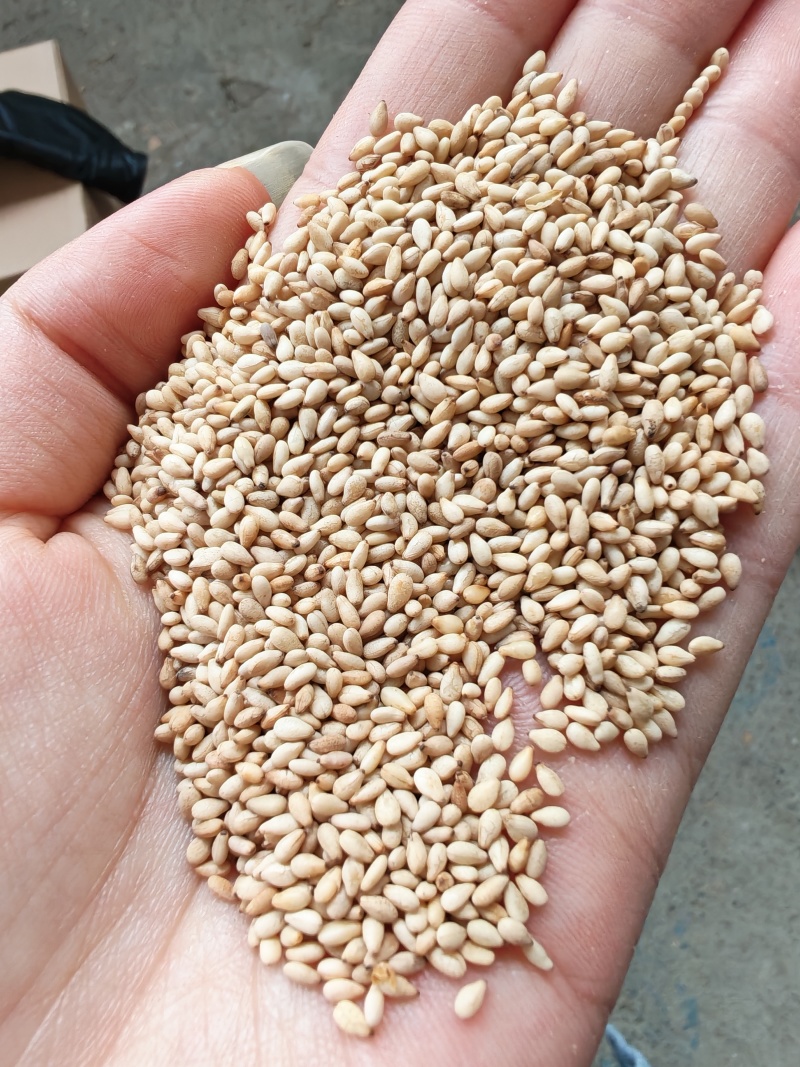熟白芝麻电商货颗粒饱满量大从优可开票进口芝麻