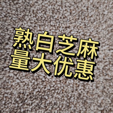 熟白芝麻电商货颗粒饱满量大从优可开票进口芝麻