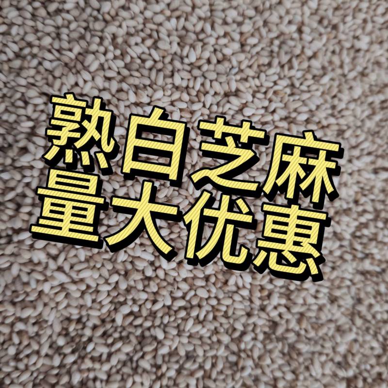 熟白芝麻电商货颗粒饱满量大从优可开票进口芝麻
