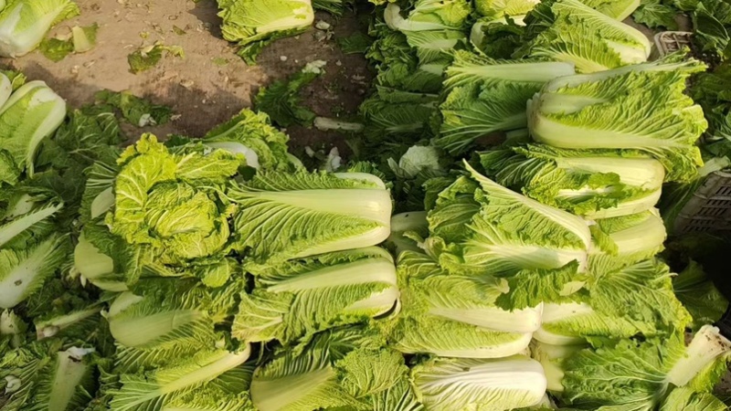 精品白菜，量大从优，口感好