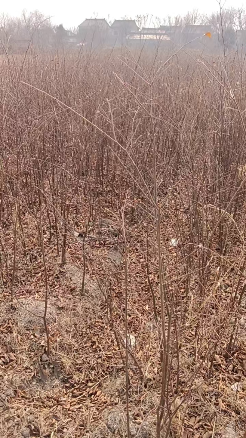 大量出售当年红榉树小苗价格可以面谈，榉树苗，基地直供