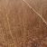 大量出售当年红榉树小苗价格可以面谈，榉树苗，基地直供
