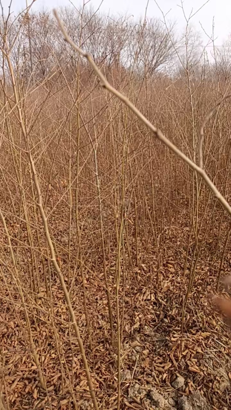 大量出售当年红榉树小苗价格可以面谈，榉树苗，基地直供