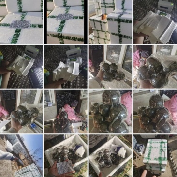 香水梨冻梨常年稳定现货电商合作联系我量大可谈