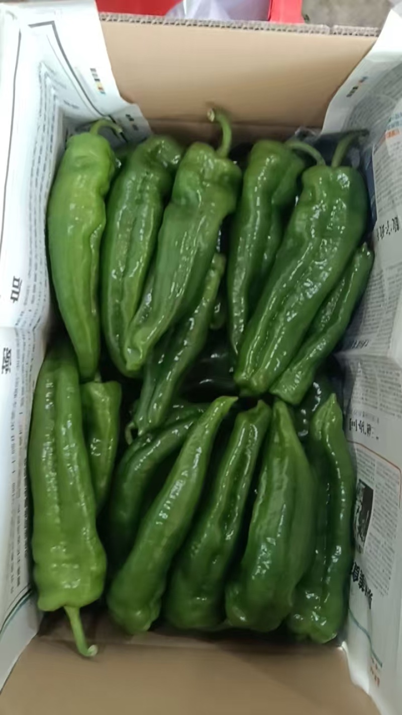 辣椒，泡椒，螺丝椒，芜湖椒，线椒产地，诚信经营，保质保量
