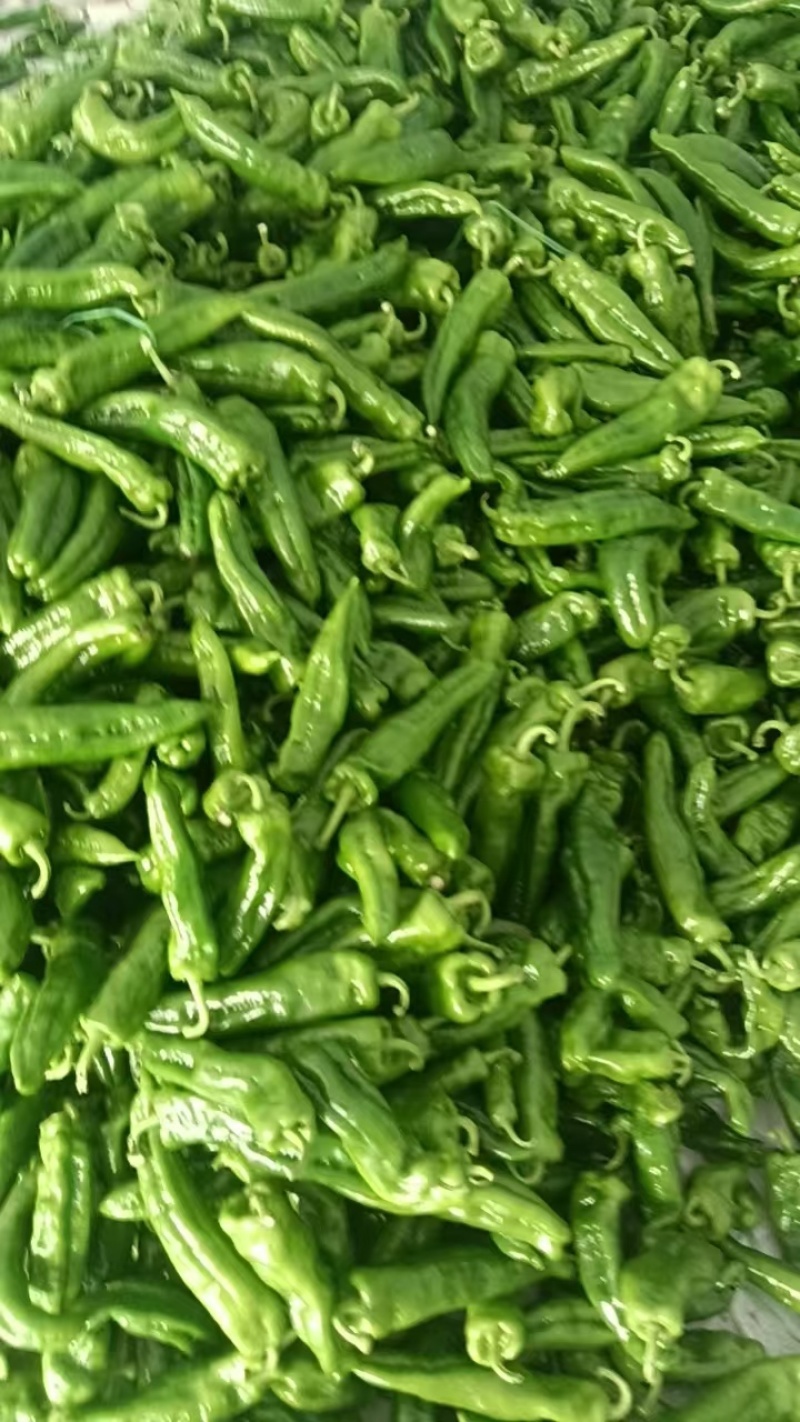 辣椒，泡椒，螺丝椒，芜湖椒，线椒产地，诚信经营，保质保量