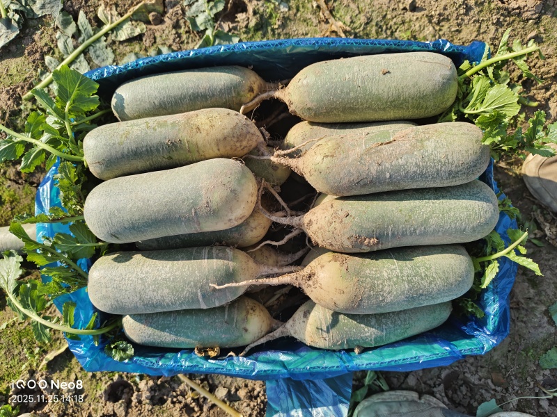 小紫英水果萝卜