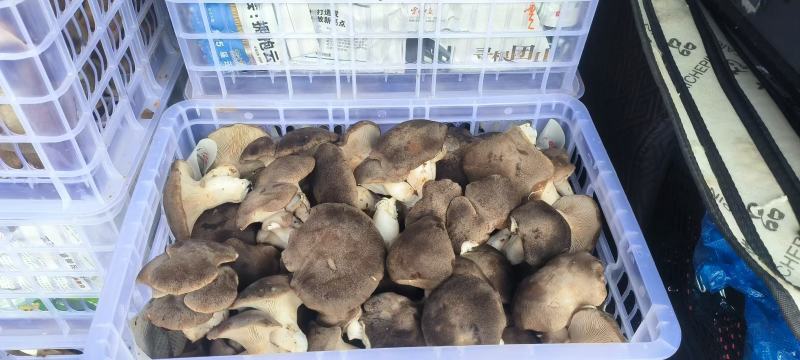 高原林下虎掌菌