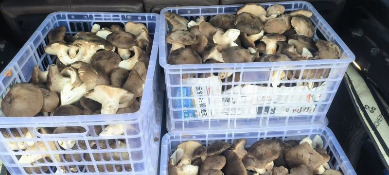 高原林下虎掌菌