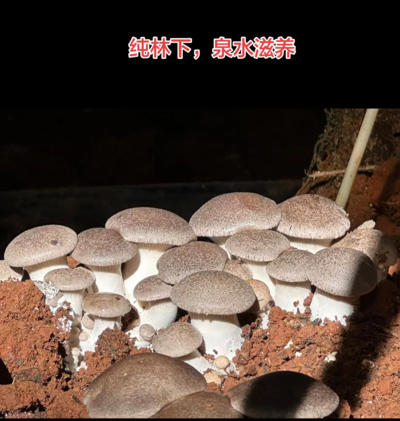 高原林下虎掌菌