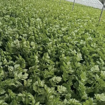 精品小芹菜，货源足，产地供应，对接全国